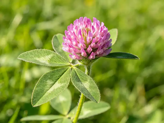 Does Red Clover Extract Powder Have Antioxidant Properties?